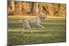 Issaquah, WA. One year old American Yellow Labrador running in a park.-Janet Horton-Mounted Photographic Print
