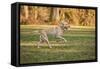 Issaquah, WA. One year old American Yellow Labrador running in a park.-Janet Horton-Framed Stretched Canvas