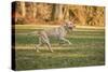 Issaquah, WA. One year old American Yellow Labrador running in a park.-Janet Horton-Stretched Canvas
