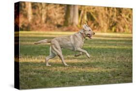 Issaquah, WA. One year old American Yellow Labrador running in a park.-Janet Horton-Stretched Canvas