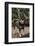 Issaquah, WA. Portrait of a three year old Shiba Inu dog posing on a wooden deck.-Janet Horton-Framed Photographic Print