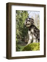 Issaquah, WA. Schnoodle puppy standing on a large, moss-covered, fallen tree in his yard.-Janet Horton-Framed Photographic Print