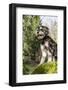 Issaquah, WA. Schnoodle puppy standing on a large, moss-covered, fallen tree in his yard.-Janet Horton-Framed Photographic Print