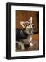 Issaquah, WA. Six month old Corgi puppy posing on a lawn chair.-Janet Horton-Framed Photographic Print