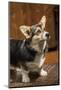 Issaquah, WA. Six month old Corgi puppy posing on a lawn chair.-Janet Horton-Mounted Photographic Print