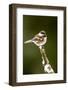 Issaquah, Washington State. Chestnut-backed chickadee perched on newly-pruned snow-covered branch.-Janet Horton-Framed Photographic Print