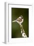 Issaquah, Washington State. Chestnut-backed chickadee perched on newly-pruned snow-covered branch.-Janet Horton-Framed Photographic Print
