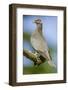 Issaquah, Washington State, USA. Band-tailed Pigeon (Columba fasciata) sitting on a branch.-Janet Horton-Framed Photographic Print