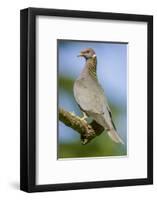 Issaquah, Washington State, USA. Band-tailed Pigeon (Columba fasciata) sitting on a branch.-Janet Horton-Framed Photographic Print