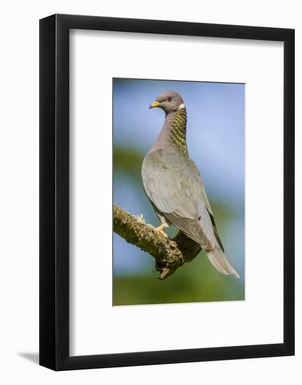 Issaquah, Washington State, USA. Band-tailed Pigeon (Columba fasciata) sitting on a branch.-Janet Horton-Framed Photographic Print