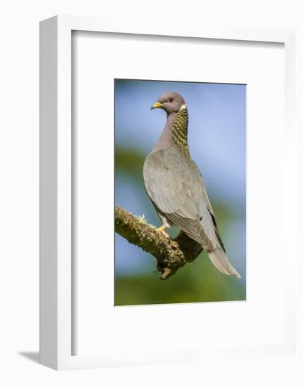 Issaquah, Washington State, USA. Band-tailed Pigeon (Columba fasciata) sitting on a branch.-Janet Horton-Framed Photographic Print