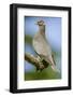 Issaquah, Washington State, USA. Band-tailed Pigeon (Columba fasciata) sitting on a branch.-Janet Horton-Framed Photographic Print