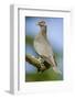 Issaquah, Washington State, USA. Band-tailed Pigeon (Columba fasciata) sitting on a branch.-Janet Horton-Framed Photographic Print