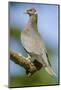 Issaquah, Washington State, USA. Band-tailed Pigeon (Columba fasciata) sitting on a branch.-Janet Horton-Mounted Photographic Print