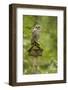 Issaquah, Washington State, USA. Barred owl perched on an old birdhouse.-Janet Horton-Framed Photographic Print