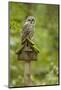 Issaquah, Washington State, USA. Barred owl perched on an old birdhouse.-Janet Horton-Mounted Photographic Print