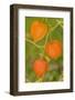 Issaquah, Washington State, USA. Bladder cherry in Autumn.-Janet Horton-Framed Photographic Print