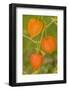 Issaquah, Washington State, USA. Bladder cherry in Autumn.-Janet Horton-Framed Photographic Print