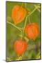 Issaquah, Washington State, USA. Bladder cherry in Autumn.-Janet Horton-Mounted Photographic Print