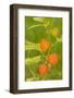 Issaquah, Washington State, USA. Bladder cherry (Physalis alkekengi).-Janet Horton-Framed Photographic Print