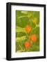 Issaquah, Washington State, USA. Bladder cherry (Physalis alkekengi).-Janet Horton-Framed Photographic Print