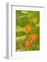 Issaquah, Washington State, USA. Bladder cherry (Physalis alkekengi).-Janet Horton-Framed Photographic Print