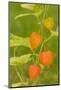 Issaquah, Washington State, USA. Bladder cherry (Physalis alkekengi).-Janet Horton-Mounted Photographic Print