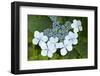 Issaquah, Washington State, USA. Bluebird hydrangea shrub in bloom.-Janet Horton-Framed Photographic Print