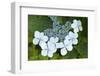 Issaquah, Washington State, USA. Bluebird hydrangea shrub in bloom.-Janet Horton-Framed Photographic Print