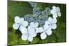 Issaquah, Washington State, USA. Bluebird hydrangea shrub in bloom.-Janet Horton-Mounted Photographic Print