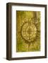 Issaquah, Washington State, USA. Carving of a compass on a moss-covered tree.-Janet Horton-Framed Photographic Print