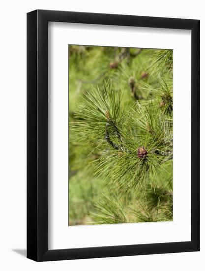 Issaquah, Washington State, USA. Close-up of Ponderosa pine tree needles and young pine cones.-Janet Horton-Framed Photographic Print