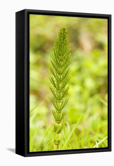 Issaquah, Washington State, USA. Common horsetail found on the Swamp trail of Tiger Mountain.-Janet Horton-Framed Stretched Canvas