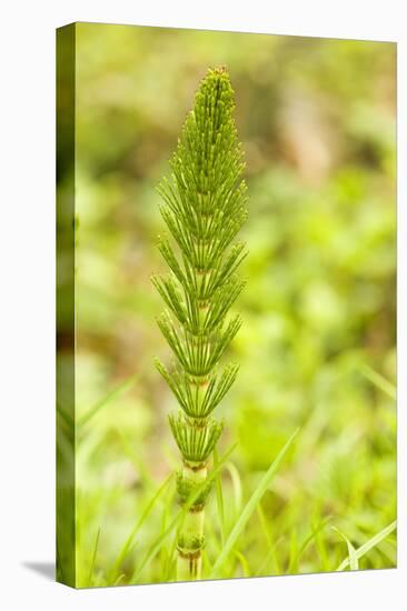 Issaquah, Washington State, USA. Common horsetail found on the Swamp trail of Tiger Mountain.-Janet Horton-Stretched Canvas