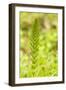 Issaquah, Washington State, USA. Common horsetail found on the Swamp trail of Tiger Mountain.-Janet Horton-Framed Photographic Print