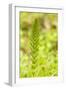 Issaquah, Washington State, USA. Common horsetail found on the Swamp trail of Tiger Mountain.-Janet Horton-Framed Photographic Print