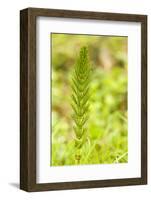 Issaquah, Washington State, USA. Common horsetail found on the Swamp trail of Tiger Mountain.-Janet Horton-Framed Photographic Print