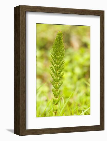 Issaquah, Washington State, USA. Common horsetail found on the Swamp trail of Tiger Mountain.-Janet Horton-Framed Photographic Print