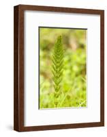 Issaquah, Washington State, USA. Common horsetail found on the Swamp trail of Tiger Mountain.-Janet Horton-Framed Photographic Print