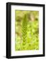 Issaquah, Washington State, USA. Common horsetail found on the Swamp trail of Tiger Mountain.-Janet Horton-Framed Photographic Print