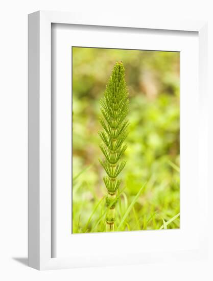 Issaquah, Washington State, USA. Common horsetail found on the Swamp trail of Tiger Mountain.-Janet Horton-Framed Photographic Print