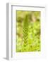 Issaquah, Washington State, USA. Common horsetail found on the Swamp trail of Tiger Mountain.-Janet Horton-Framed Photographic Print