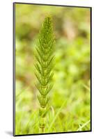 Issaquah, Washington State, USA. Common horsetail found on the Swamp trail of Tiger Mountain.-Janet Horton-Mounted Photographic Print