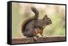 Issaquah, Washington State, USA. Douglas squirrel resting on the back of a wooden bench.-Janet Horton-Framed Stretched Canvas