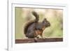 Issaquah, Washington State, USA. Douglas squirrel resting on the back of a wooden bench.-Janet Horton-Framed Photographic Print