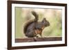 Issaquah, Washington State, USA. Douglas squirrel resting on the back of a wooden bench.-Janet Horton-Framed Photographic Print