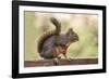 Issaquah, Washington State, USA. Douglas squirrel resting on the back of a wooden bench.-Janet Horton-Framed Photographic Print