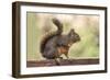 Issaquah, Washington State, USA. Douglas squirrel resting on the back of a wooden bench.-Janet Horton-Framed Photographic Print