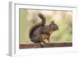 Issaquah, Washington State, USA. Douglas squirrel resting on the back of a wooden bench.-Janet Horton-Framed Photographic Print