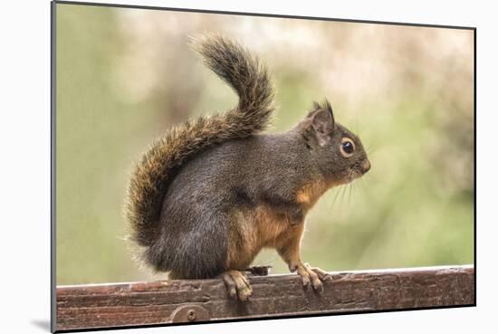 Issaquah, Washington State, USA. Douglas squirrel resting on the back of a wooden bench.-Janet Horton-Mounted Photographic Print